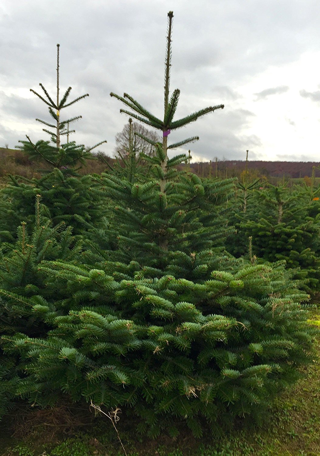 Weihnachtsbaum Nordmanntanne aus dem Eichsfeld 120-140cm