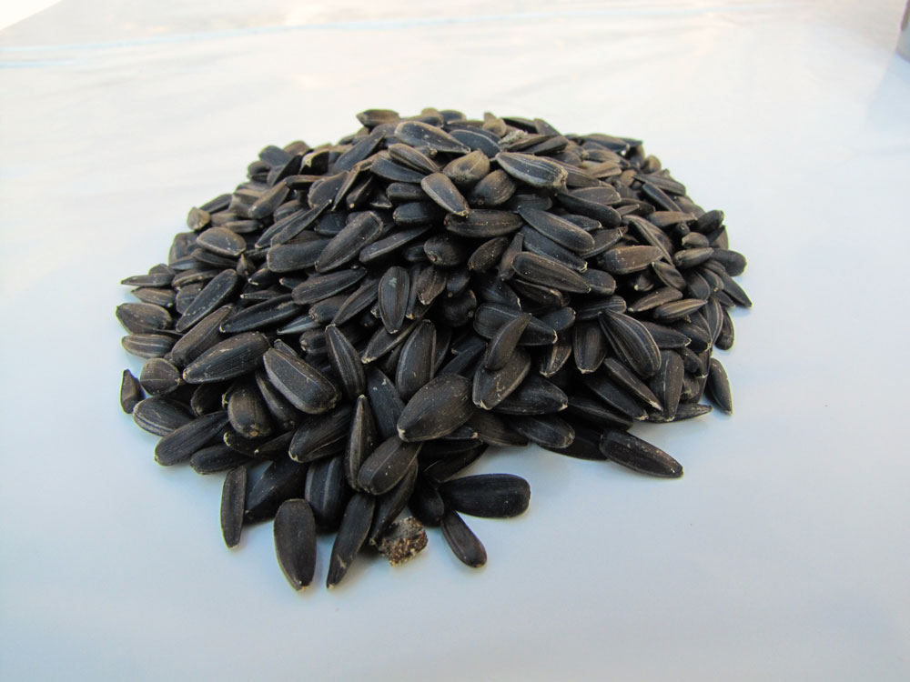 Kornkraft Sonnenblumenkerne schwarz 25kg